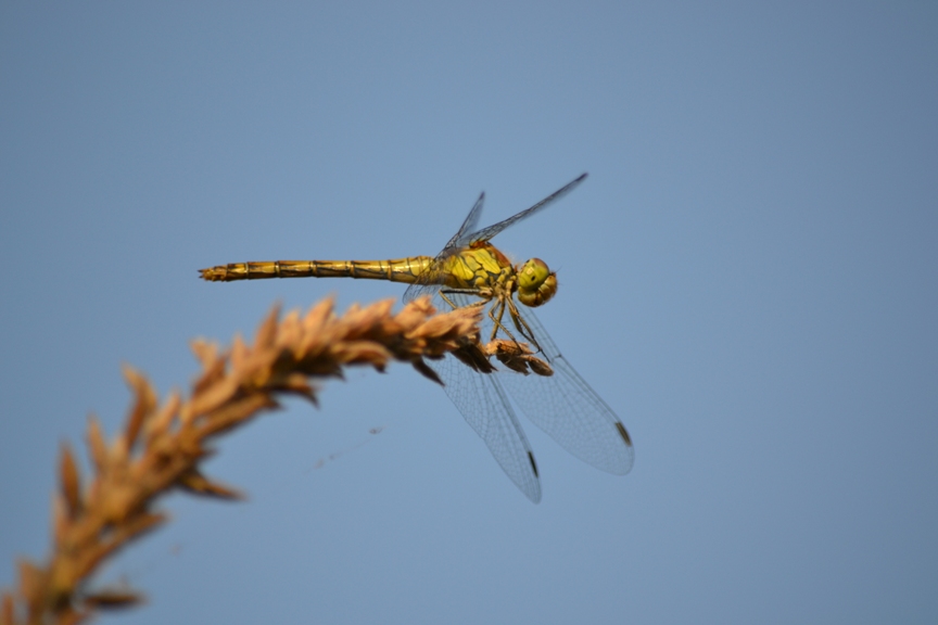 libellula da identificare